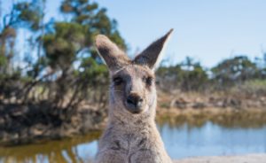 get australian citizenship or a student visa